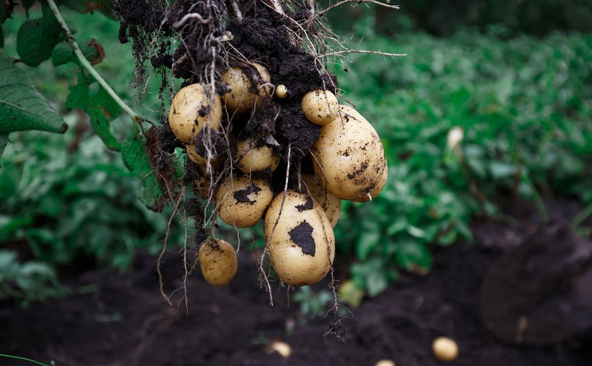 España: cae el consumo de patata fresca España: cae el consumo de patata fresca