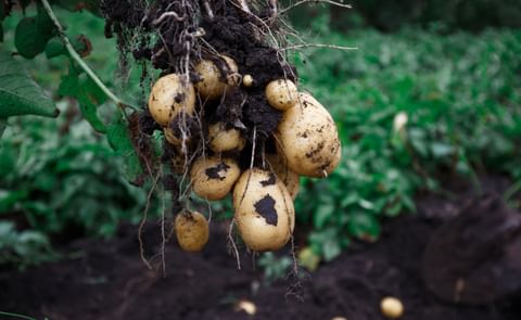 Fresh Potatoes Fresh Potatoes