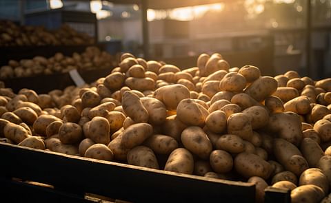 Fresh potatoes in the market Fresh potatoes in the market