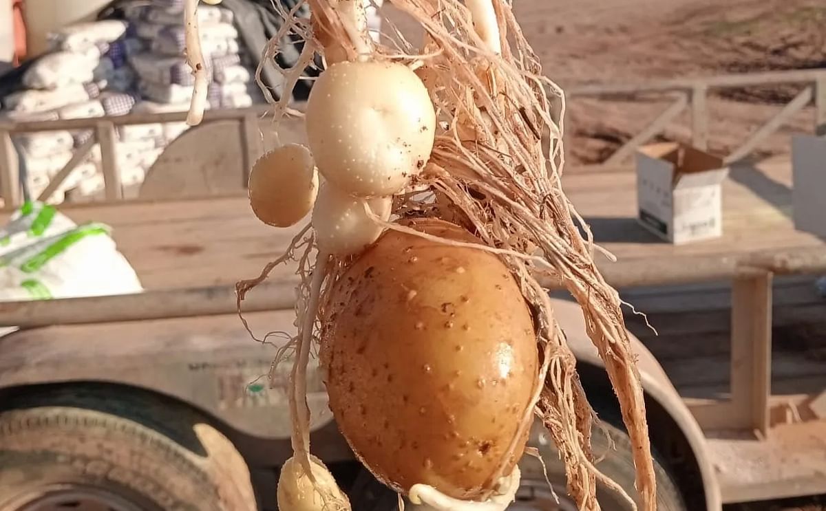 México: cosecha para abril en Sonora México: cosecha para abril en Sonora