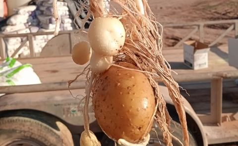 México: cosecha para abril en Sonora México: cosecha para abril en Sonora