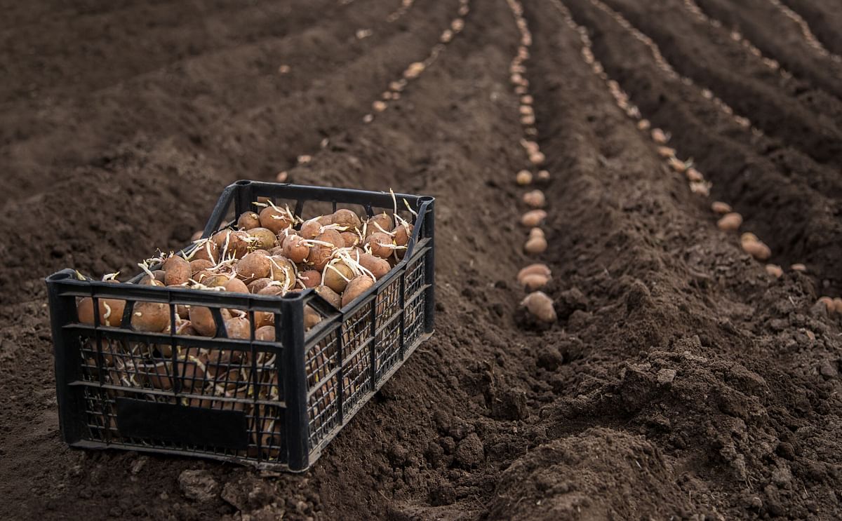 Fresh potatoes on the field