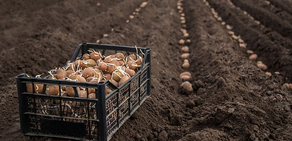 Updates on the Austrian potato variety trials (Nov 2022)