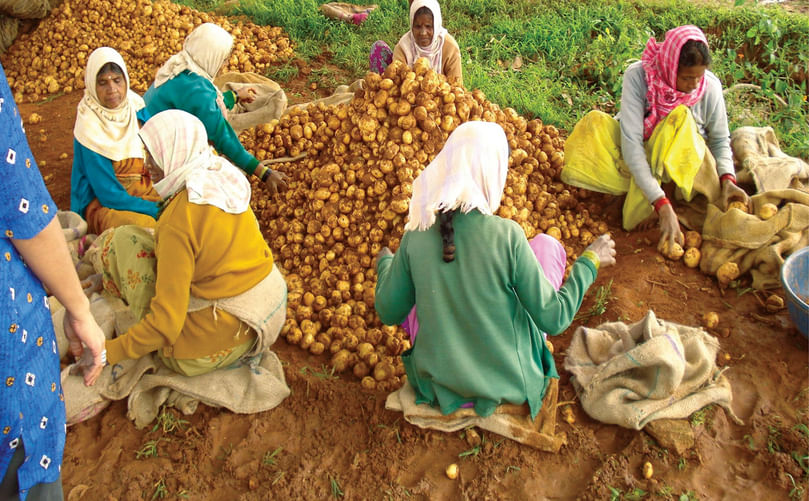 Fresh Table Potatoes Ready for the Market
