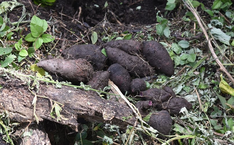 The purple-colored magona potato. According to Machiguenga tradition, babies should not eat purple magona potatoes, as their culture believes the tuber could give infants speech problems. (Courtesy: Conservation International Peru)