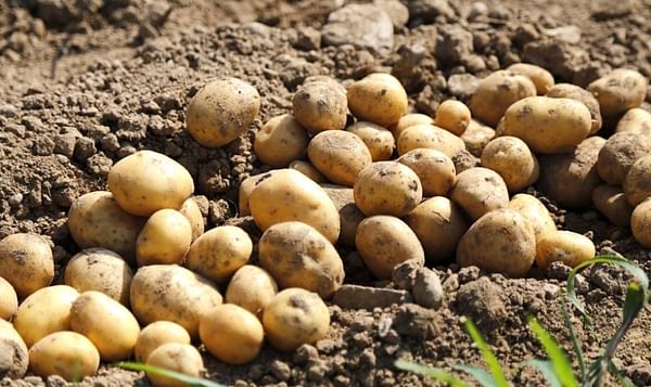Freshly harvested potatoes