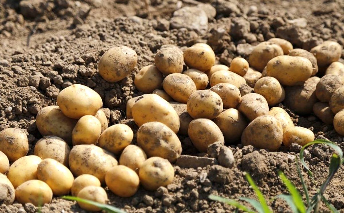 Freshly harvested potatoes