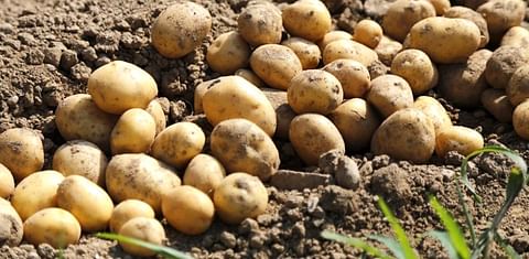Patatas recién cosechadas
