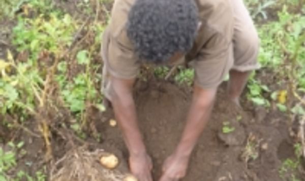  Freshly dug up potato plant Ethiopia (Wageningen UR)