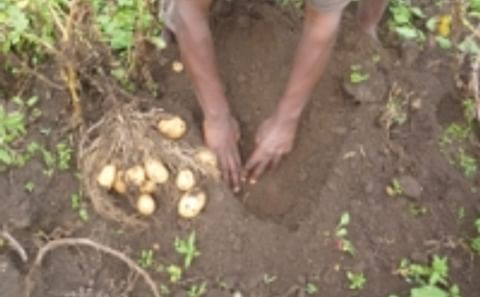 Ethiopia's poor turn to potatoes in quest for food security Ethiopia's poor turn to potatoes in quest for food security