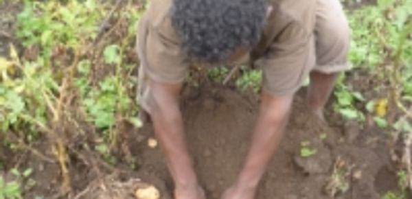 Freshly dug up potato plant Ethiopia (Wageningen UR)