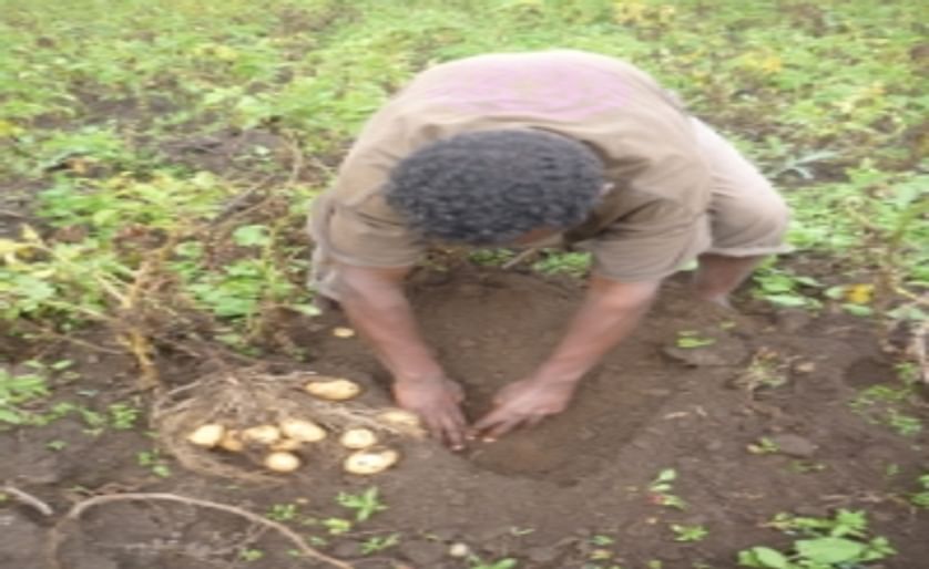 Ethiopia's poor turn to potatoes in quest for food security