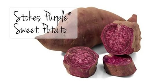 Stokes Purple Sweet Potatoes Stokes Purple Sweet Potatoes
