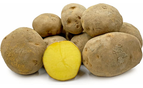 Frieslander Frieslander