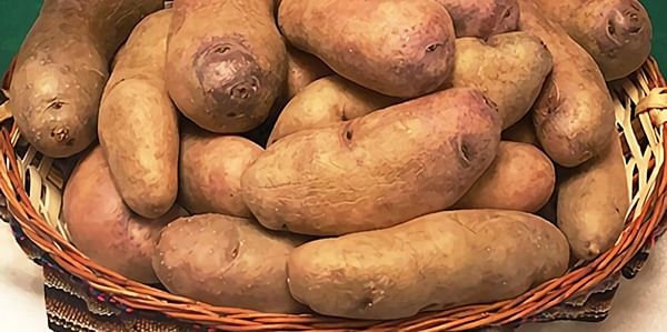 New Potato Variety Will Help Age-Old Crop Prosper Beyond the 21st Century