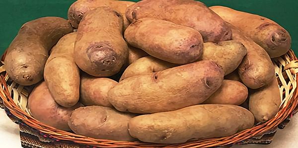 New Potato Variety Will Help Age-Old Crop Prosper Beyond the 21st Century