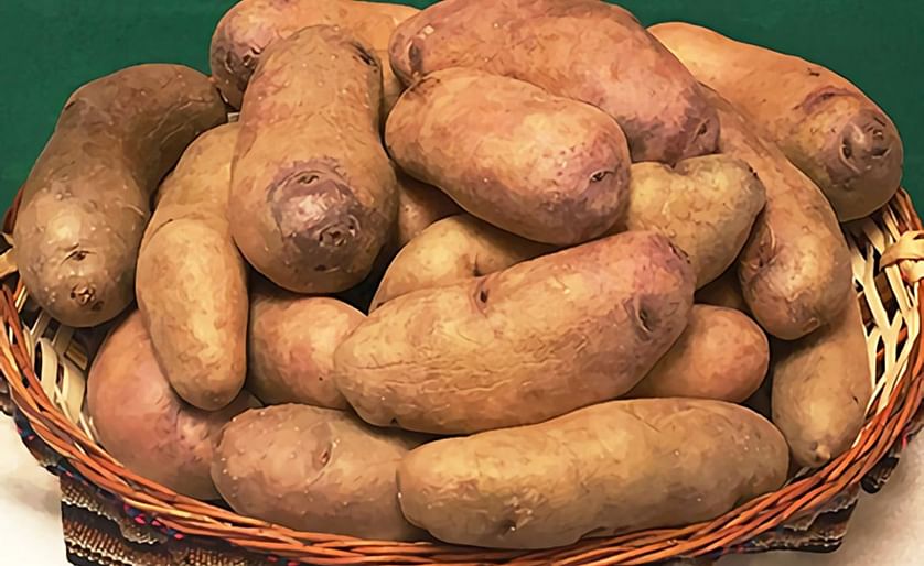 Frost-resistant Winay potatoes were developed through international joint research with ARS and Peru. (Courtesy: Alfonso del Rio, D4704-1)