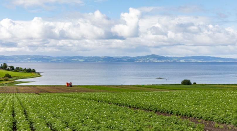 Frosta in Trøndelag is in the heart of ‘potato country’. The climate here is relatively cold, and this places demands on potato storage, which has to be just right in order to avoid the formation of acrylamides during frying or baking. Courtesy: Lykt Foto og Film