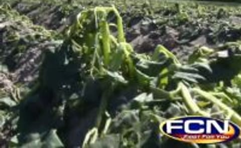 Florida potato crop escapes major damage Florida potato crop escapes major damage