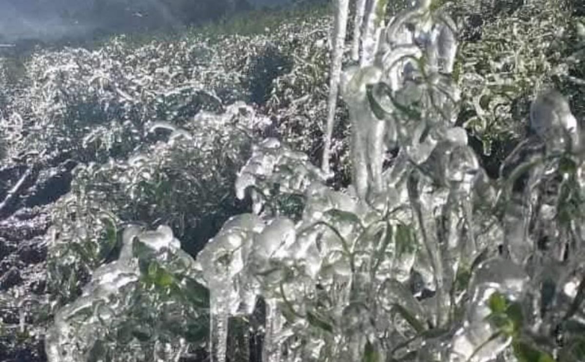 México: heladas destrozan la producción México: heladas destrozan la producción