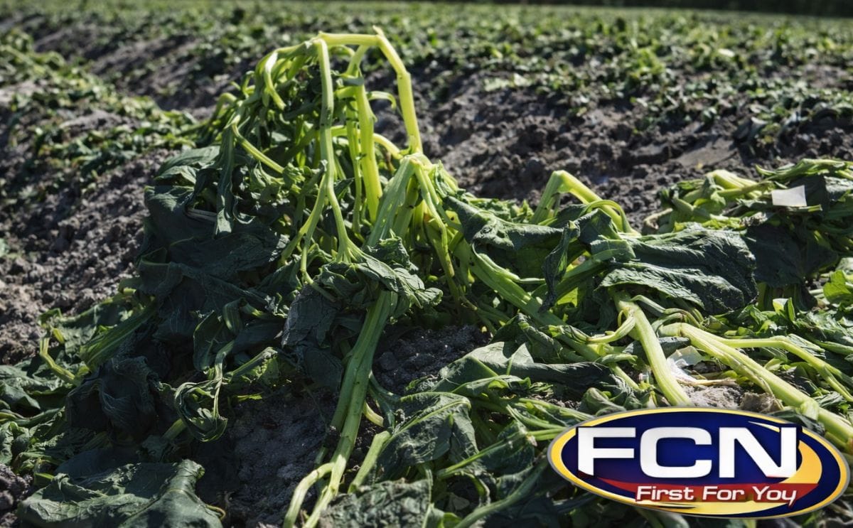 Florida potato fields take hit with recent freeze