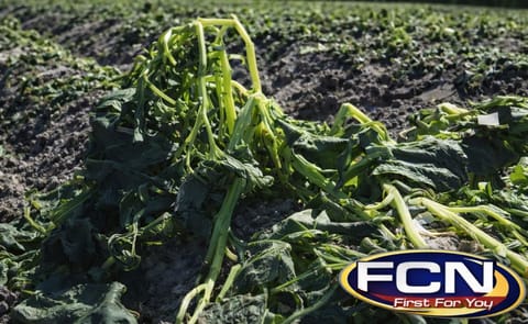 Florida potato fields take hit with recent freeze Florida potato fields take hit with recent freeze