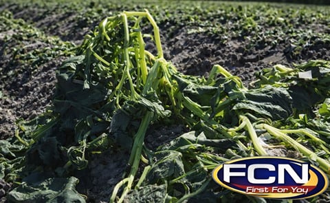 Florida potato fields take hit with recent freeze Florida potato fields take hit with recent freeze