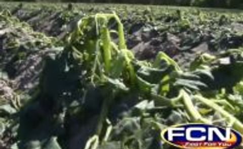 Florida potato fields take hit with recent freeze Florida potato fields take hit with recent freeze