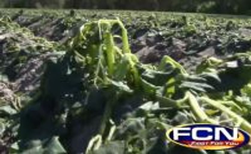 Florida potato fields take hit with recent freeze
