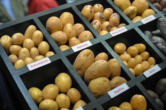 French potato breeder Germicopa shows its collection