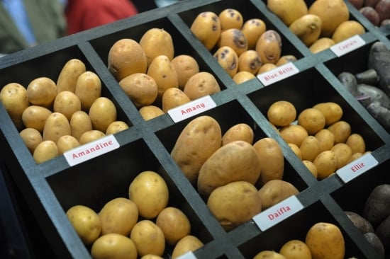 French potato breeder Germicopa shows its collection French potato breeder Germicopa shows its collection