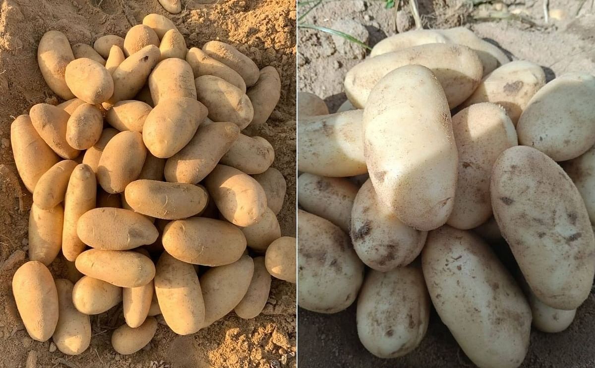 Egipto: los precios caen en tanto aumentan las exportaciones Egipto: los precios caen en tanto aumentan las exportaciones