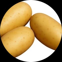 Frysona