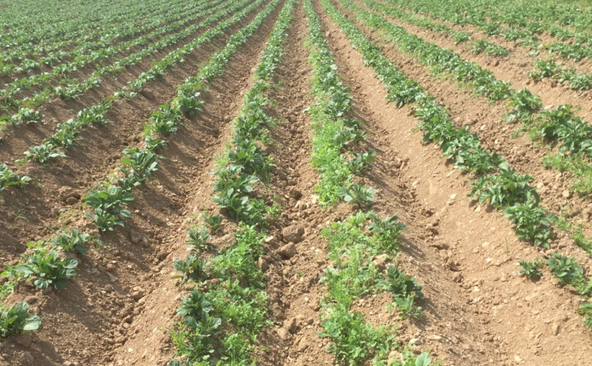 Fundamental change in blight strains impacting Irish potato crops. Fundamental change in blight strains impacting Irish potato crops.