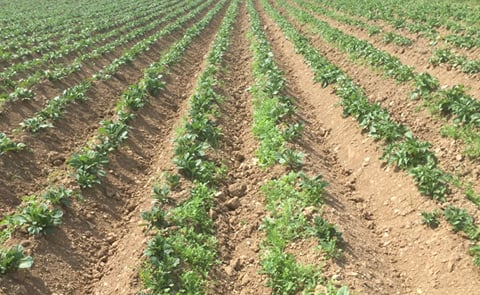Fundamental change in late blight strains impacting Irish potato crops. Fundamental change in late blight strains impacting Irish potato crops.
