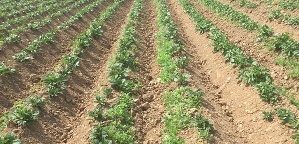 Fundamental change in blight strains impacting Irish potato crops.