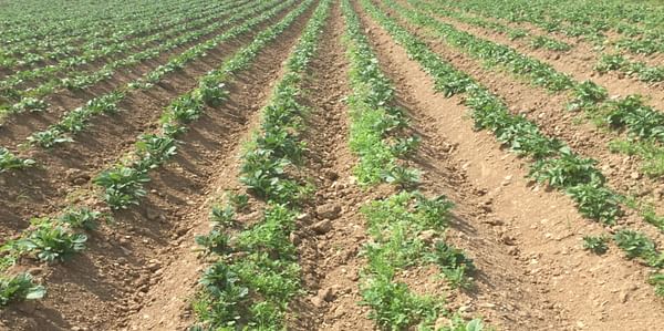 Fundamental change in blight strains impacting Irish potato crops.