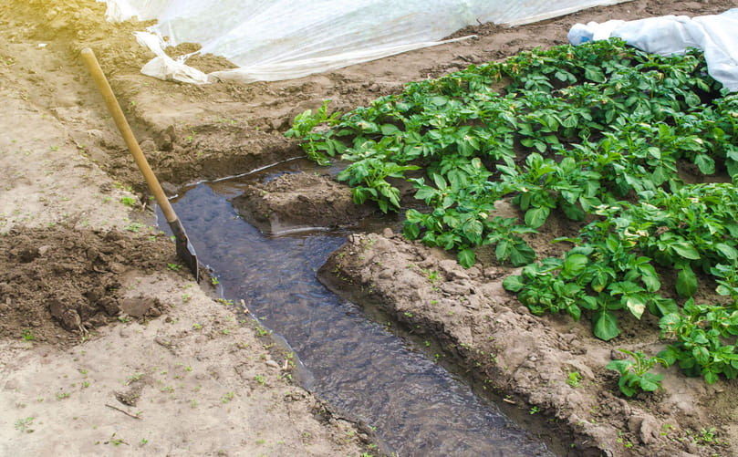 Furrow Irrigation: A Conventional and Cost-Effective Irrigation Method