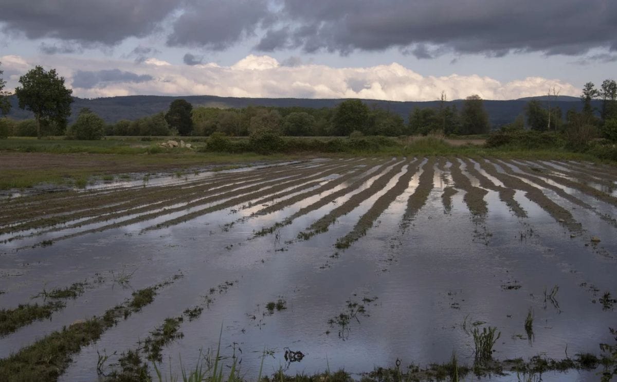 Las lluvias e inundaciones podrían reducir la cosecha de patata en Galicia un 25%. Las lluvias e inundaciones podrían reducir la cosecha de patata en Galicia un 25%.