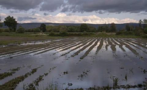 Las lluvias e inundaciones podrían reducir la cosecha de patata en Galicia un 25%. Las lluvias e inundaciones podrían reducir la cosecha de patata en Galicia un 25%.