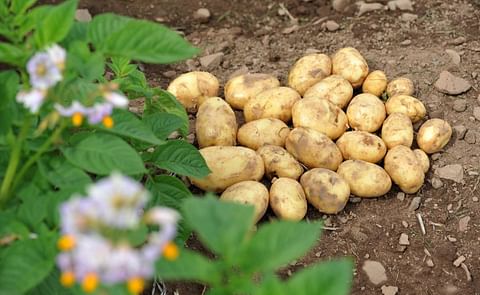 James Hutton Institute will host a webinar on 30 May James Hutton Institute will host a webinar on 30 May