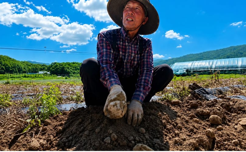 A farmer examines heat-damaged potatoes in Gangwon Province, South Korea, where extreme temperatures are affecting potato and other summer crops. A farmer examines heat-damaged potatoes in Gangwon Province, South Korea, where extreme temperatures are affecting potato and other summer crops.