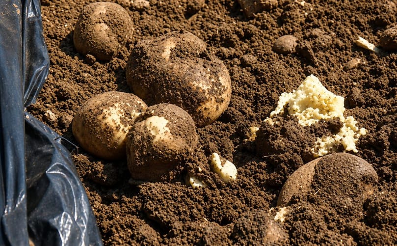 Potatoes damaged by severe heat in Gangwon Province, South Korea, as the heatwave causes crop losses and raises concerns over agricultural prices Potatoes damaged by severe heat in Gangwon Province, South Korea, as the heatwave causes crop losses and raises concerns over agricultural prices