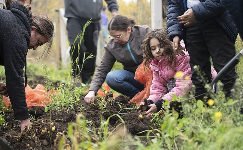 Garden and Farm manager Kevin Bayne, left, digs for potatoes with Isabelle Carriveau, centre, and her daughter Lianna Carriveau at the Carcross/Tlingit First Nation garden outside of Carcross on Sept. 11