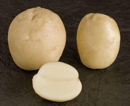 Potato variety Gemson (Courtesy: SASA / Crown) Potato variety Gemson