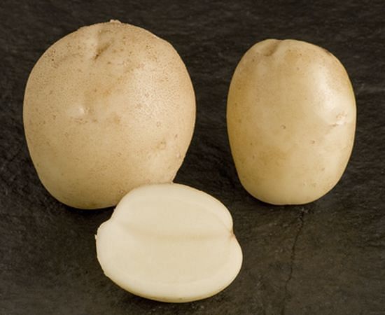 Potato variety Gemson (Courtesy: SASA / Crown) Potato variety Gemson