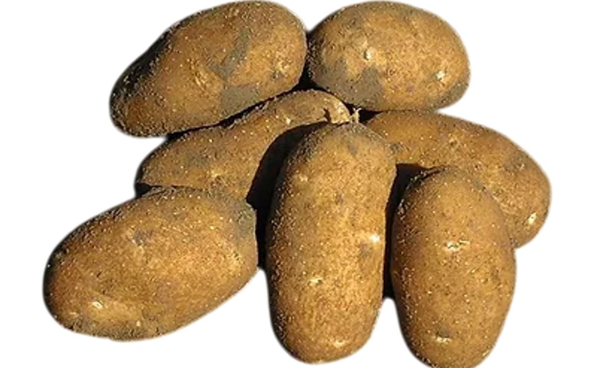 GEMSTAR RUSSET GEMSTAR RUSSET