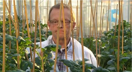 Christian Bachem, who has led the research team, explains how the gene was found and why the variants of the gene, crucial for the timing of tuber development, are of importance to food production. 