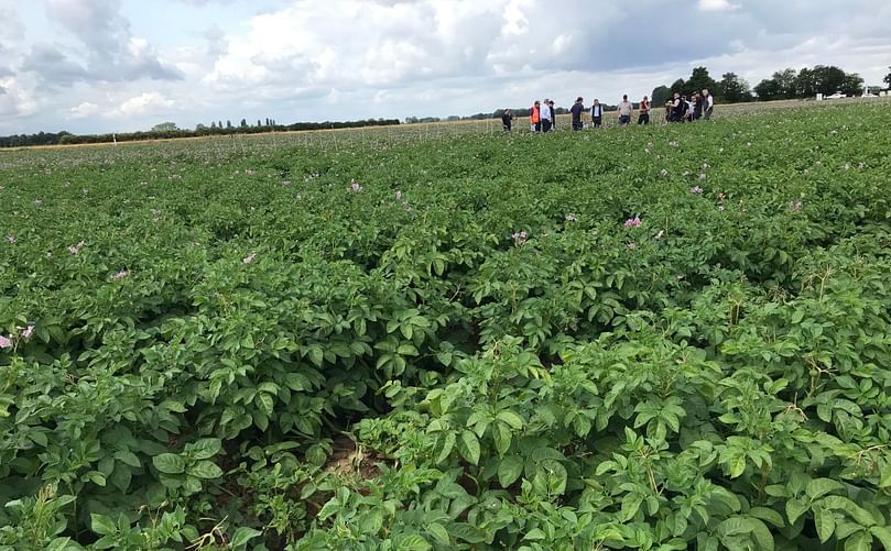 A lush potato field at Worth Farms in Holbeach, Lincolnshire, where Hutchinsons Potato Demonstration Day focused on key challenges and solutions for UK potato growers.