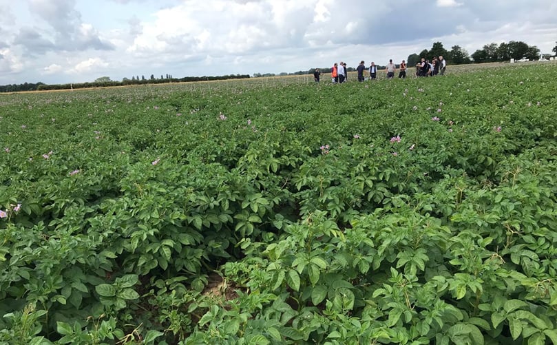 A lush potato field at Worth Farms in Holbeach, Lincolnshire, where Hutchinsons Potato Demonstration Day focused on key challenges and solutions for UK potato growers. A lush potato field at Worth Farms in Holbeach, Lincolnshire, where Hutchinsons Potato Demonstration Day focused on key challenges and solutions for UK potato growers.